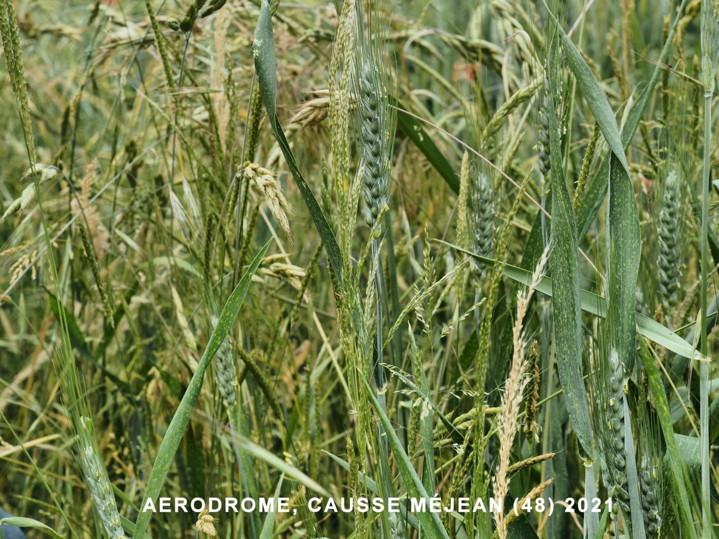Wheat, Durum plant